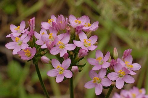 Tummy Troubles? European Centaury Plant Offers Potential Digestive Relief