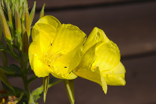 Evening Primrose Plant Health Benefits