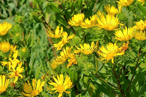 Gum Plant Health Benefits