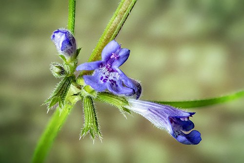 Ground Ivy Plant Health Benefits