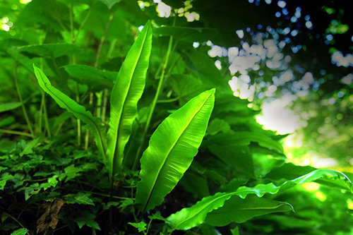 Hart’s Tongue Fern Health Benefits