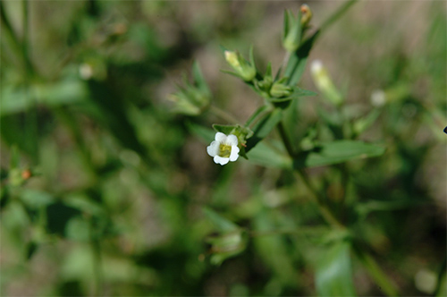 Hedge Hyssop: Uncover the Potential Health Benefits