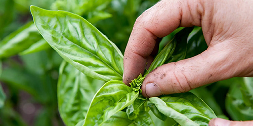 herbs and natural remedies for the lungs and sinuses