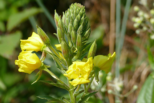 evening primrose plant