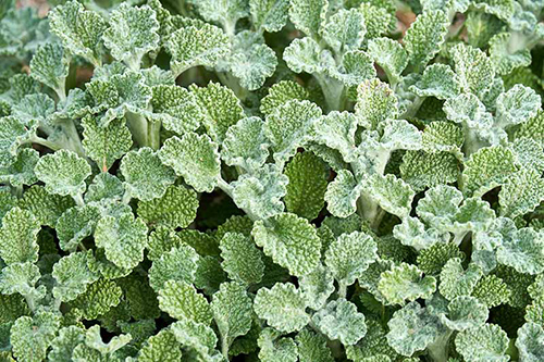 Horehound’s Health Potential