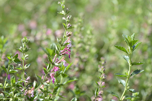 Germander Plant: Nature’s Remedy for Health and Wellness