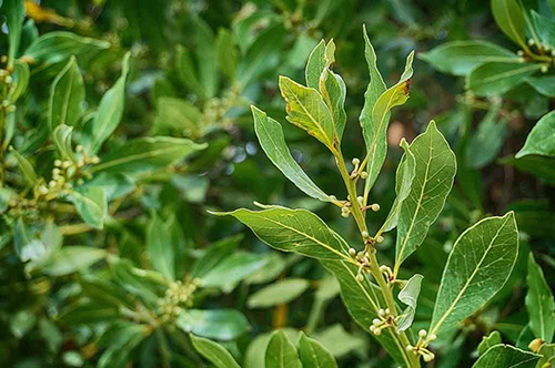 Laurel Plant Health Benefits
