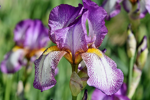 Iris Plant Health Benefits