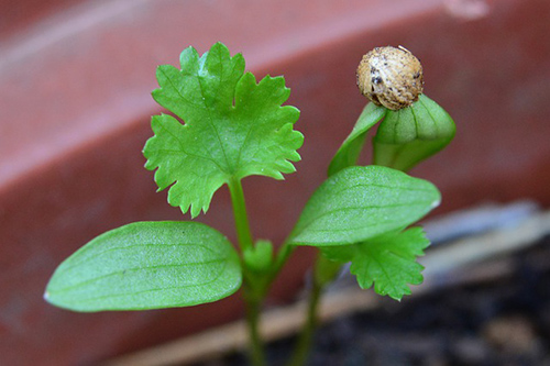 Exploring the Healing Powers of the Coriander Plant