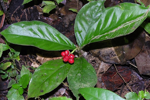 Ipecac Plant Secrets: Could There Be Hidden Benefits?