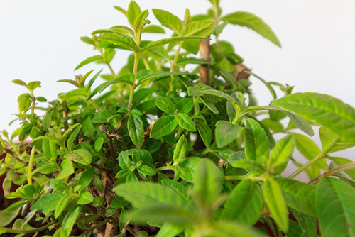 Lemon Verbena’s Health Marvels Exposed