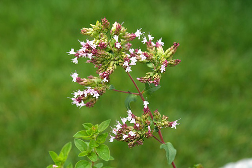 Wild Marjoram – Unlocking the Plant’s Health Secrets