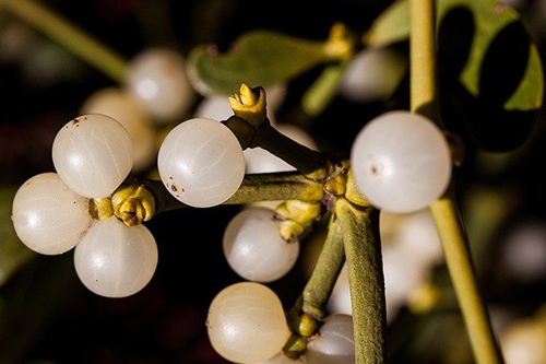 Mistletoe Plant Health Benefits