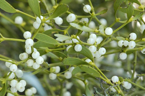 mistletoe plant