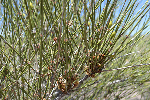 Mormon Tea Plant Health Benefits