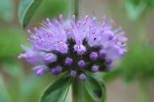 Mosquito Plant Health Benefits