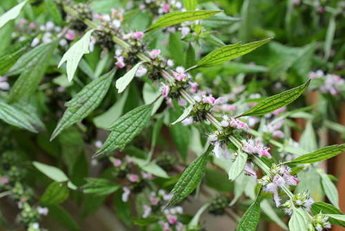 Motherwort Plant: Health Benefits Explored