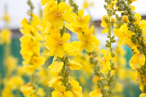 The Surprising Power of Great Mullein
