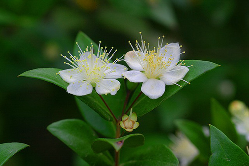 Unlock the Health Benefits of the Myrtle Plant
