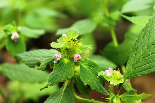 What Can Hemp Nettle Do for You?