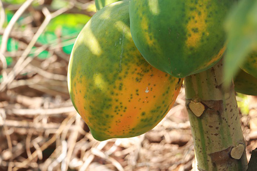 What Can the Papaya Tree Do for You?