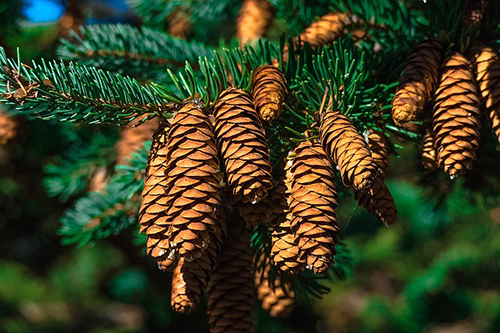 Unlock the Healing Benefits of Pine Trees