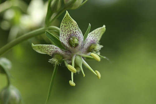 Excellent for digestion health