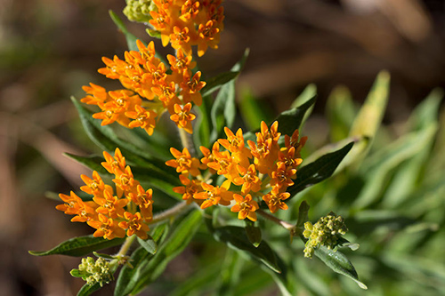 Pleurisy Root: The Overlooked Remedy?