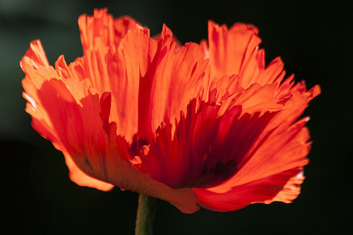 Poppy Plant Power Health Benefits