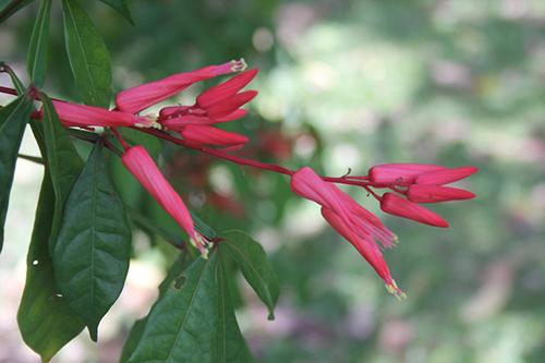 Quassia Plant: Unlocking Natural Health Benefits