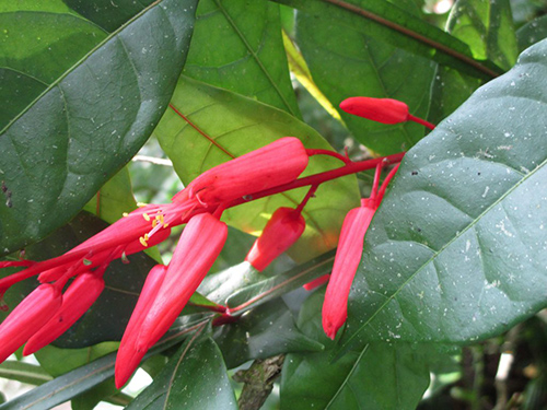 quassia homeopathic medicine