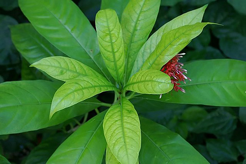 Rauwolfia Plant Health Benefits
