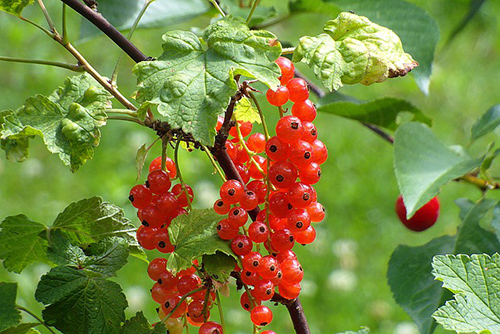 Red Currant Plant: Your Guide to Health and Vitality