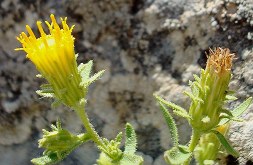 Rock’s Tea Plant Health Benefits