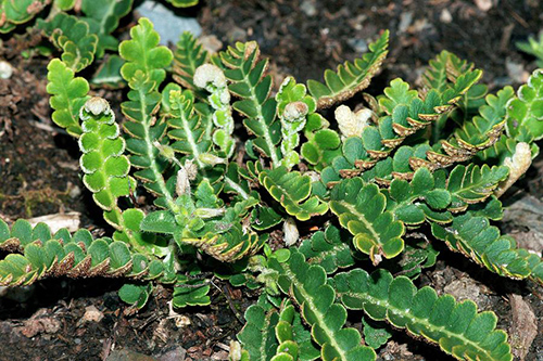 Rustyback Fern’s Healing Potential