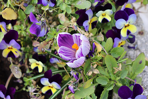 Is the Saffron Plant Beneficial to a Healthier You?