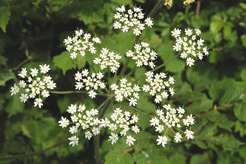 Unlock the Secrets of Burnet Saxifrage