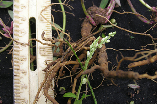 Senega Snakeroot Health Benefits