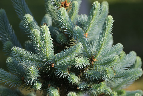 Silver Fir Tree Health Benefits