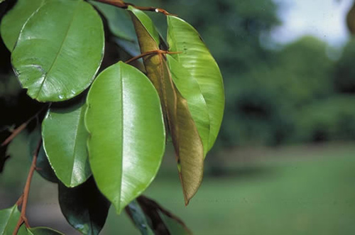 The Caimito Plant Health Benefits