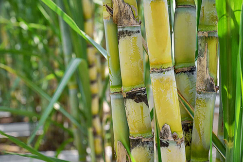 Discover the Health Benefits of Sugar Cane