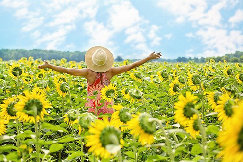 Sunflower Plant Health Benefits