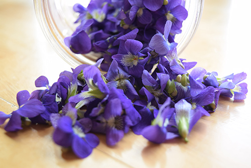 Sweet Violet Health Benefits