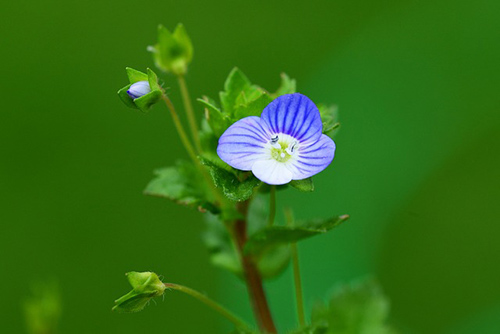 Unlocking the Health Benefits of the Speedwell Plant
