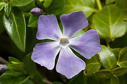 Lesser Periwinkle Health Benefits