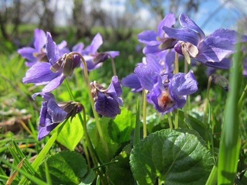 viola odorata homeopathy uses