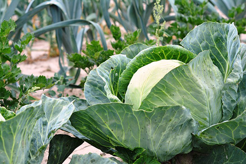 Cabbage Plant: More Than a Crunch