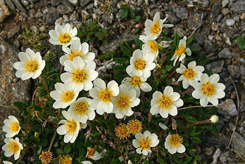 White Dryas Plant: Beyond Beauty – Unveiling Potential Health Benefits