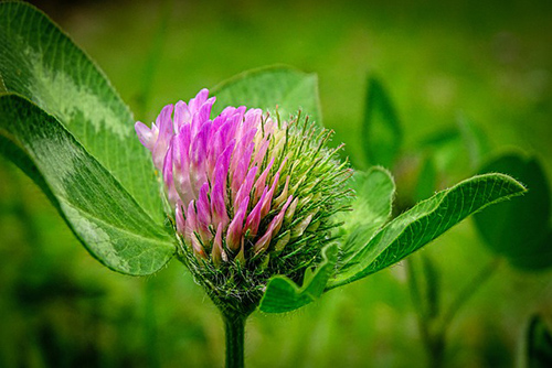 Wild Clover Plant Health Benefits
