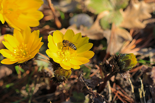 Yellow Adonis Plant Heart Health Benefits